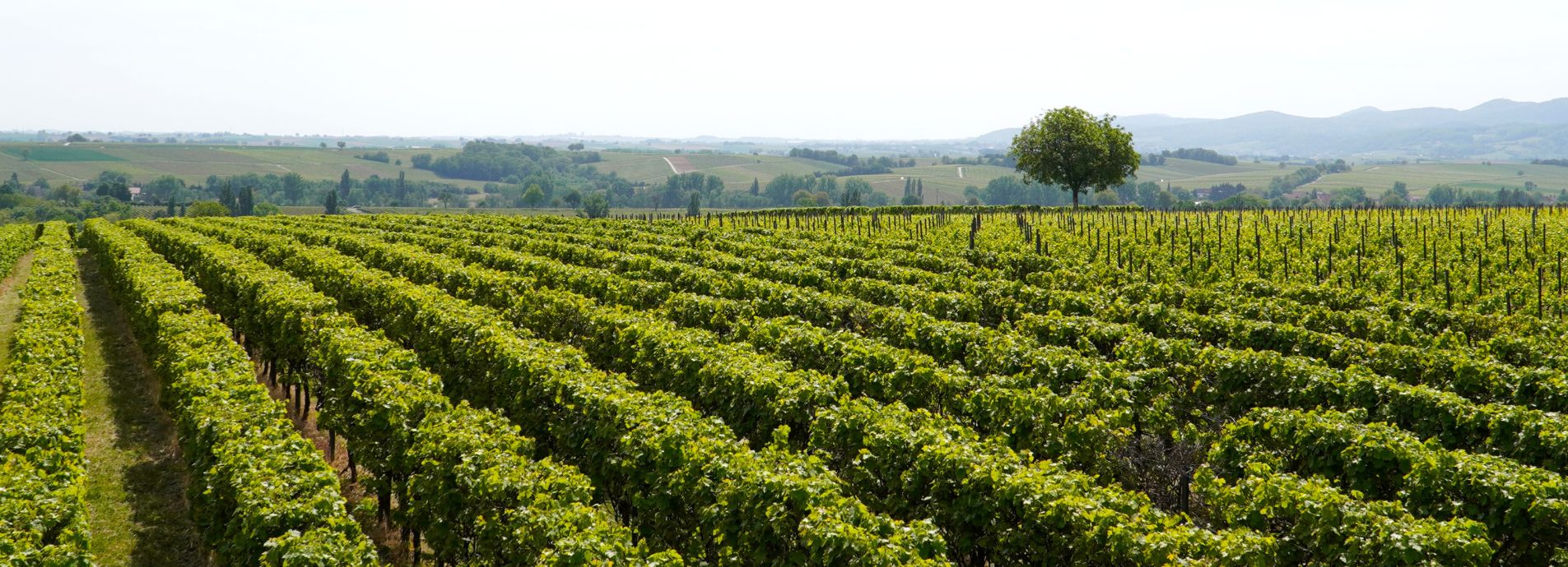 Filari e vigneti in campagna